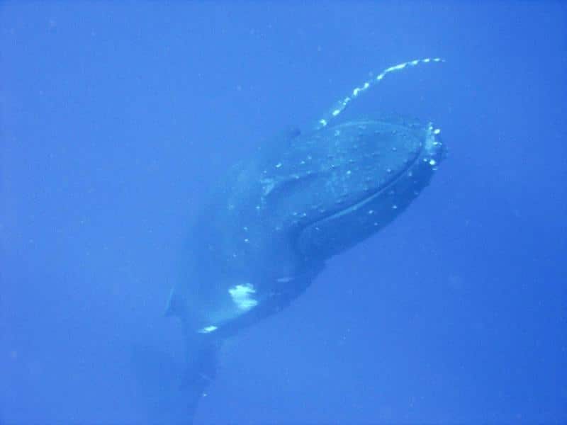 Baleine à Moorea, Tahiti et Bora Bora en Polynésie Française  - Conseils voyage et séjour en Polynésie Française