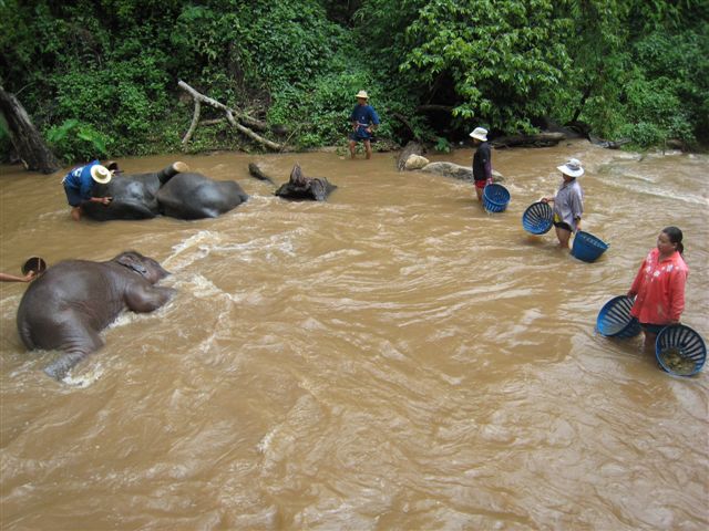 Mae Sa Elephant Camp