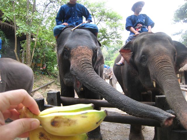 Mae Sa Elephant Camp2