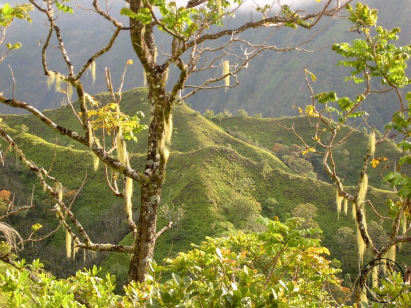 Arbres sur Crêtes - Randonnée sur le Mont Aorai à Tahiti en Polynésie Française