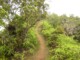 Chemin Randonnée sur le Mont Aorai à Tahiti en Polynésie Française
