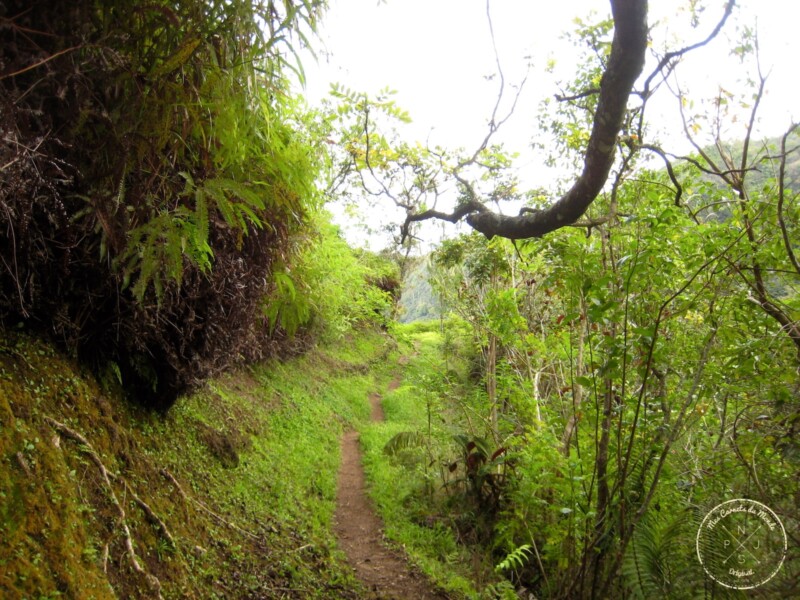 Chemin dans la forêt - Randonnée sur le Mont Aorai à Tahiti en Polynésie Française