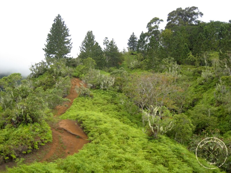 Chemin de terre - Randonnée sur le Mont Aorai à Tahiti en Polynésie Française