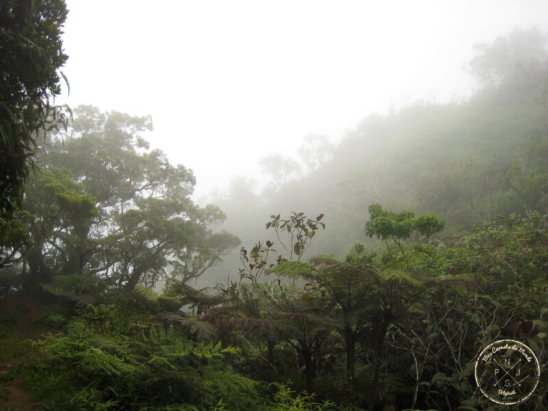 Forêt dans la brume - Randonnée sur le Mont Aorai à Tahiti en Polynésie Française (2)