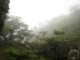 Forêt dans la brume - Randonnée sur le Mont Aorai à Tahiti en Polynésie Française (2)
