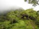 Forêt dans la brume - Randonnée sur le Mont Aorai à Tahiti en Polynésie Française