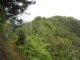 Forêt en Randonnée sur le Mont Aorai à Tahiti en Polynésie Française