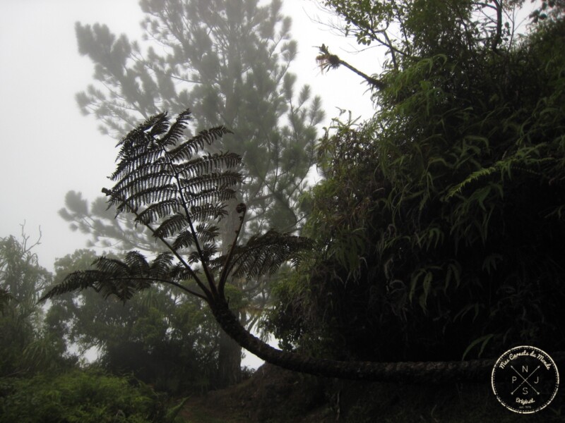 Fougère dans la brume - Randonnée sur le Mont Aorai à Tahiti en Polynésie Française