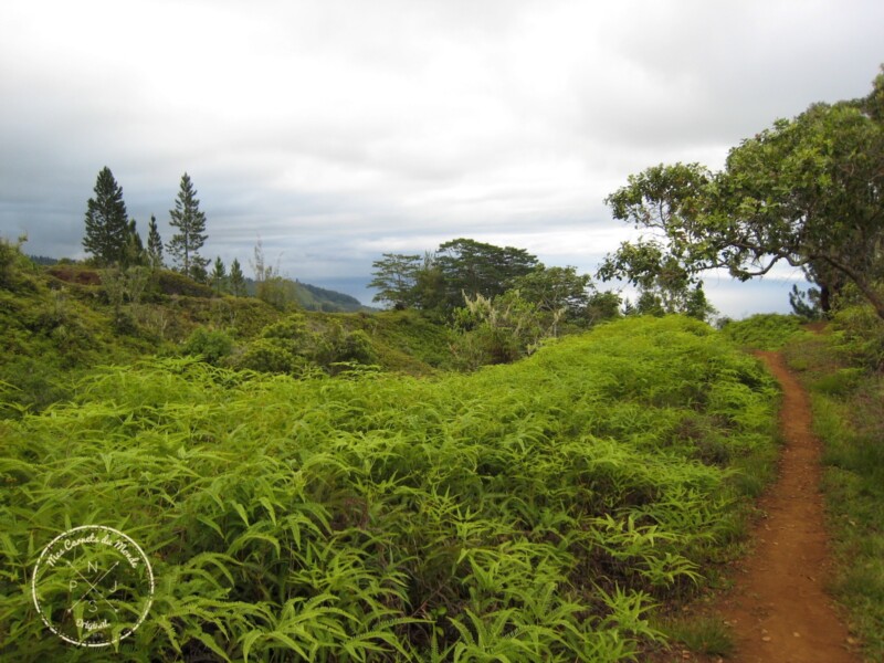 Sur le chemin du Mont Aorai (descente)