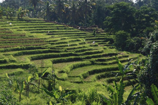 Séjour à Bali - Rizières en terrasse