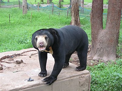 Ours en captivité en Thailande
