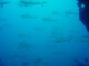 Requins en plongée dans la passe Sud de Fakarava aux Tuamotus en Polynésie Française - Conseils voyage et séjour en Polynésie Française