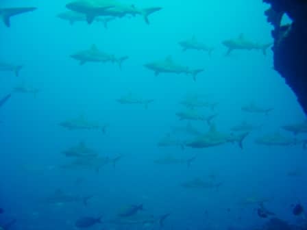 Requins en plongée dans la passe Sud de Fakarava aux Tuamotus en Polynésie Française - Conseils voyage et séjour en Polynésie Française