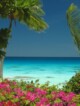 Fleurs et eaux bleu turquoise du lagon de Fakarava aux Tuamotus en Polynésie Française
