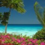 Fleurs et eaux bleu turquoise du lagon de Fakarava aux Tuamotus en Polynésie Française