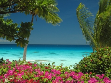 Fleurs et eaux bleu turquoise du lagon de Fakarava aux Tuamotus en Polynésie Française