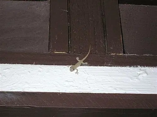 Un gecko à Tahaa - Voyage et Plongée en Polynésie Française - Mes Carnets du Monde