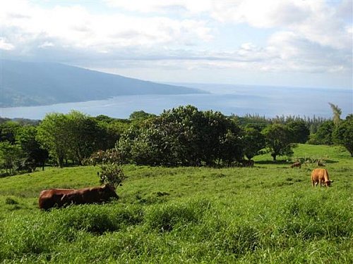 Vaches à Tahiti Iti - Voyage en Polynésie Française - Mes Carnets du Monde