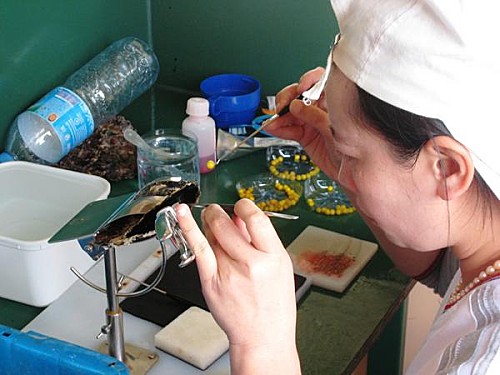 Greffon d'une huitre perlière - Visite d'une vanilleraie (exploitation de vanille) et une ferme perlière à Tahaa - Voyage et Plongée en Polynésie Française - Mes Carnets du Monde