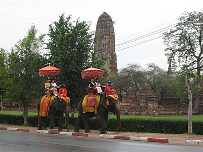 Elephants à Ayutthaya