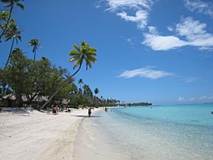 Moorea-Criobe 3892