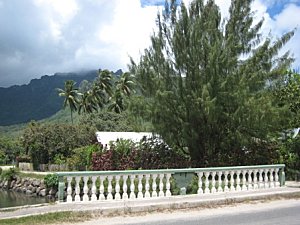 Moorea-Criobe 4069