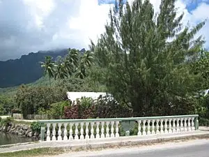Moorea-Criobe 4069