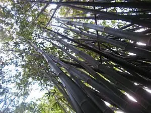 Moorea-Criobe 4255