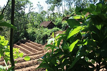 PWEC---Java---Indonesie 2669