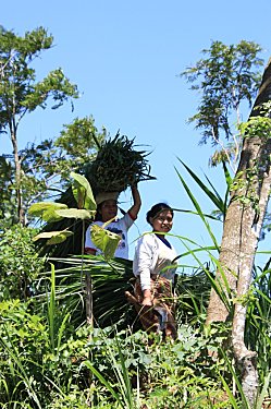 PWEC---Java---Indonesie 2673