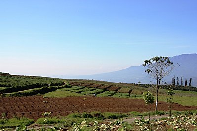 Rainforest-Java---Indonesie 2789