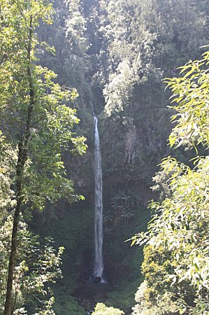 Rainforest-Java---Indonesie 2851
