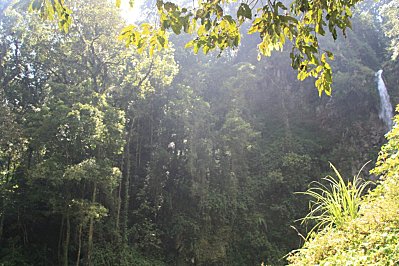 Rainforest-Java---Indonesie 2868