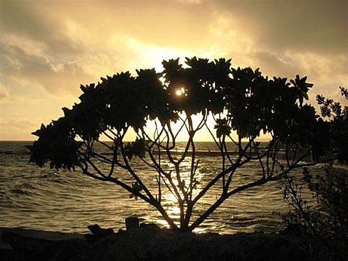 Rangiroa, Rangiroa ou la &#8220;dure&#8221; vie aux Tuamotus !, Mes Carnets du Monde