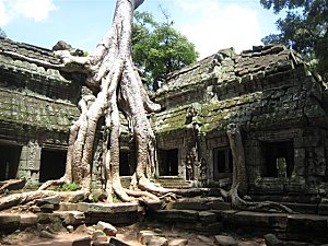 Racines d'arbres (fromaget) recouvrant les temples d'Angkor - Temples d'Angkor au Cambodge - Mes Carnets du Monde