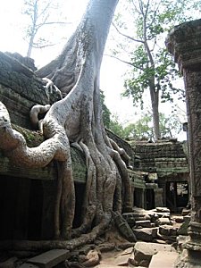 Racines d'arbre recouvrant des Temples d'Angkor au Cambodge - Mes Carnets du Monde