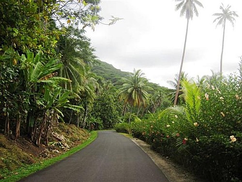 Route sous les palmiers au centre de Tahaa - Voyage et Plongée en Polynésie Française - Mes Carnets du Monde