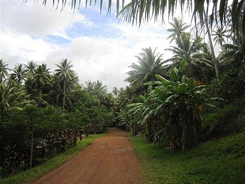Piste en terre sous les palmiers au centre de Tahaa - Voyage et Plongée en Polynésie Française - Mes Carnets du Monde