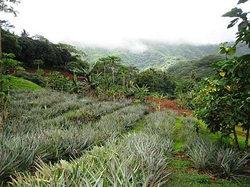 Visite d'une vanilleraie (exploitation de vanille) et une ferme perlière à Tahaa - Voyage et Plongée en Polynésie Française - Mes Carnets du Monde