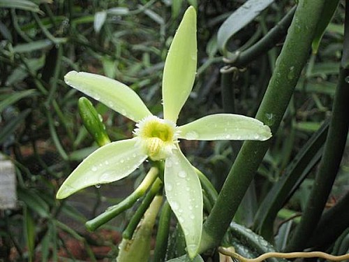Fleur de Vanille - Visite d'une vanilleraie (exploitation de vanille) et une ferme perlière à Tahaa - Voyage et Plongée en Polynésie Française - Mes Carnets du Monde
