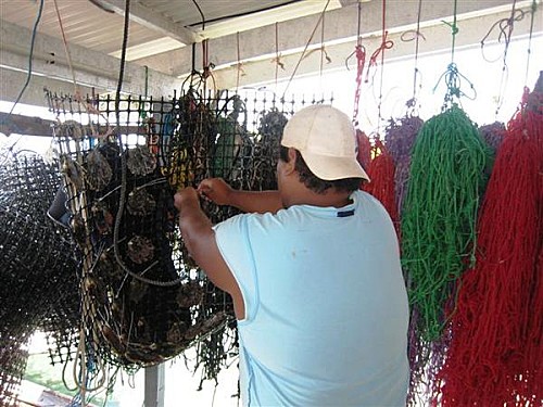 Sacs d'huitres perlières à Tahaa - Visite d'une vanilleraie (exploitation de vanille) et une ferme perlière à Tahaa - Voyage et Plongée en Polynésie Française - Mes Carnets du Monde