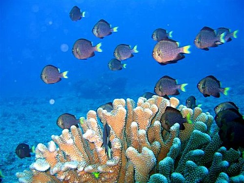 Poisson et corail en Plongée à Tahiti - Voyage et Plongée en Polynésie Française - Mes Carnets du Monde