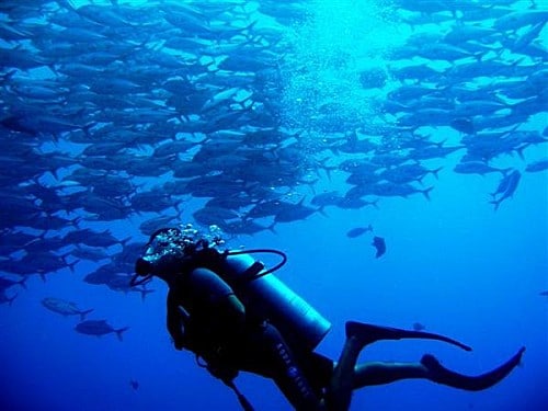 Photo sous-marine d'un plongeur dans un banc de carangues en Polynésie Française - Conseils voyage et séjour en Polynésie Française