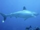 Requin Pointe Blanche à Bora Bora - Voyage et Plongée en Polynésie Française