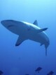 Photo sous-marine de Requin à Tahiti