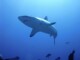 Photo sous-marine de Requin à Tahiti
