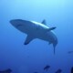 Photo sous-marine de Requin à Tahiti