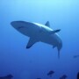 Photo sous-marine de Requin à Tahiti