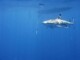Photo sous-marine d'une requin à Moorea, Polynésie Française - Conseils voyage et séjour en Polynésie Française