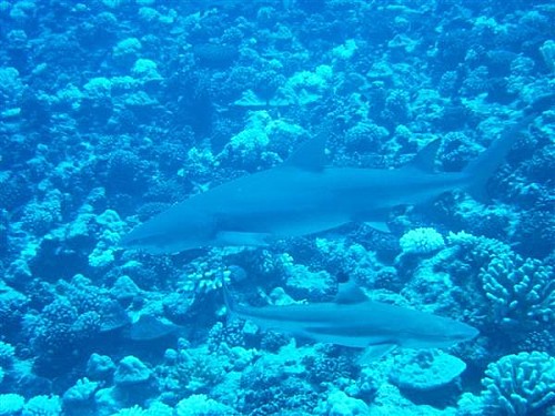 Rangiroa, Rangiroa ou la &#8220;dure&#8221; vie aux Tuamotus !, Mes Carnets du Monde